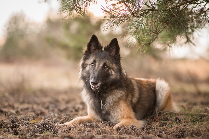 Dog, Pet, Animal, Tervuren, 1080P, Belgian Shepherd