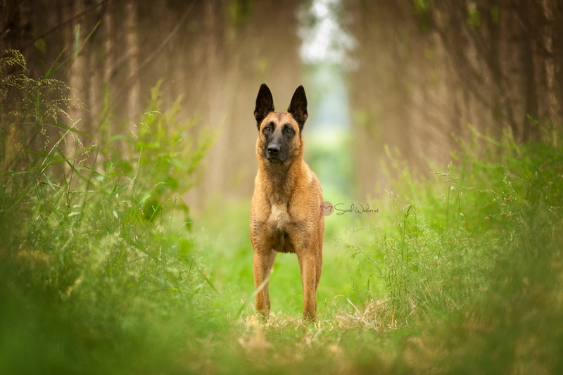 Dog, Dogs, 1080P, Belgian Malinois, Pet, Grass