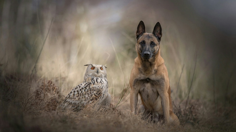togetherness, bubo scandiacus, 1080P, dog breed, mammal, day, nature, shepherd dog, malinois belgian shepherd, canine, no people, portrait, pets, snowy owl