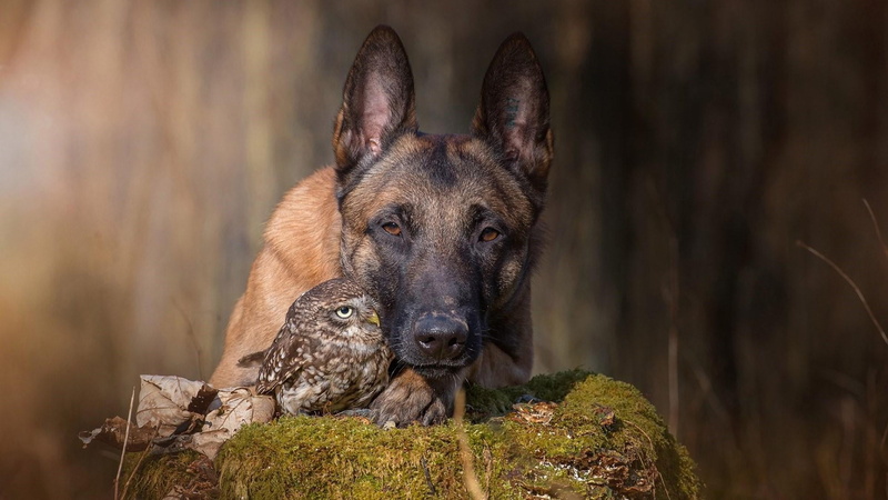 friend, friendship, malinois belgian shepherd, nature, animal body part, shepherd dog, dog, belgian shepherd, purebred dog, one animal, moss, domestic animals