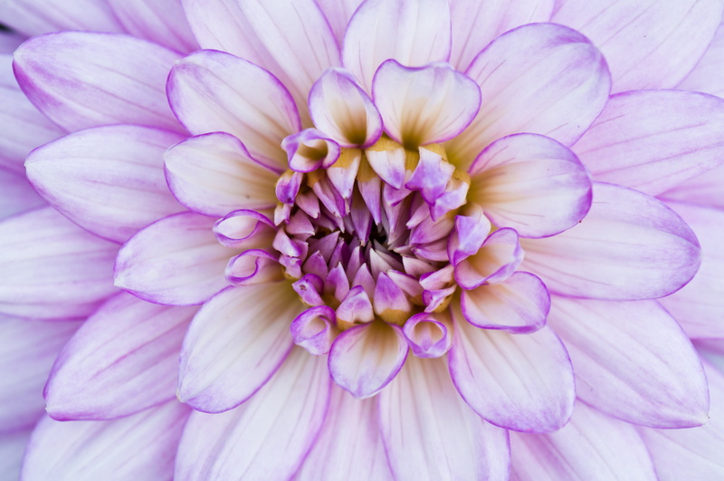 project, pink, photo, 4K, bloom, Dahlia, Flower, in bloom, Eden Project, close-up, close, cornwall, uk, eden