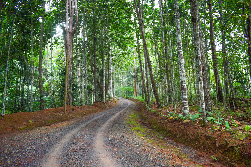 5K, green color, outdoors, plant, tranquil scene, land, tree, tree trunk, woodland, road, eden nature park, scenics - nature, trunk, tranquility, davao city