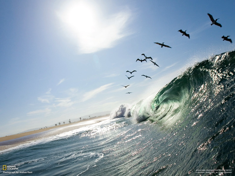 seagull, sea, 720P, animal, water, vertebrate, group of animals, cloud - sky, bird, nature, large group of animals, no people, flock of birds