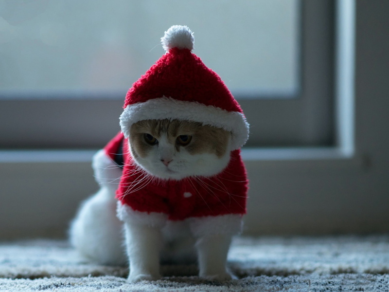 no people, vertebrate, pets, christmas, canine, domestic, santa hat, dog, year, hat, new, red, focus on foreground, celebration, pet clothing