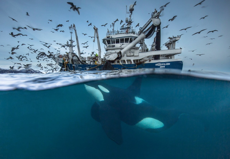 large group of animals, outdoors, norwegian nature landscape water national geographic sea animals birds whale underwater fishing ship contests year 2016