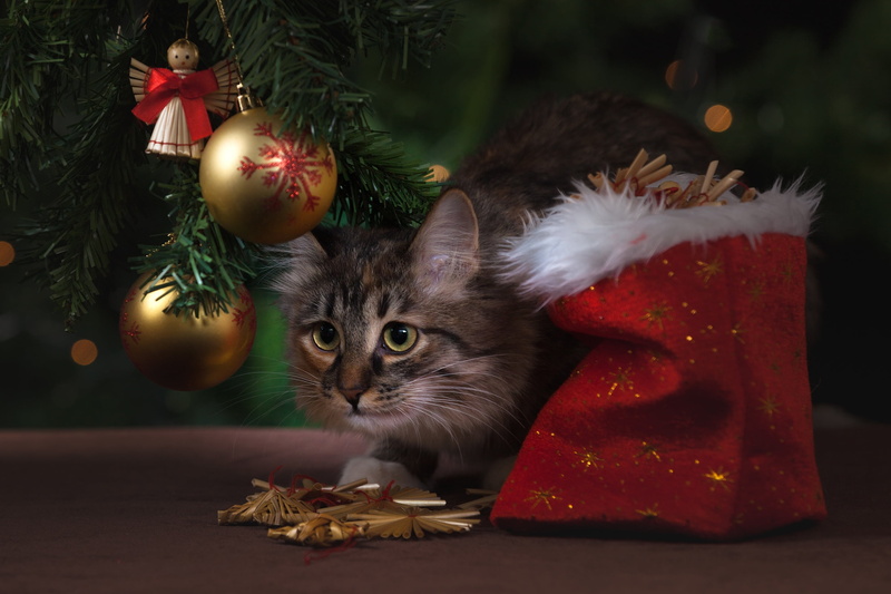 new years eve, christmas tree, domestic animals, gifts, holiday, christmas, one animal, domestic Cat, golden, christmas decoration, gift, green, winter