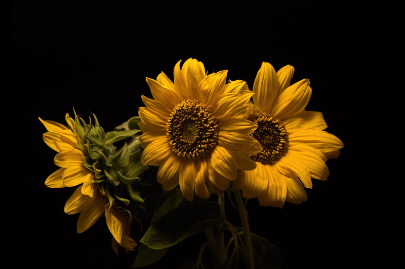 three, the dark background, sunflowers, 4K