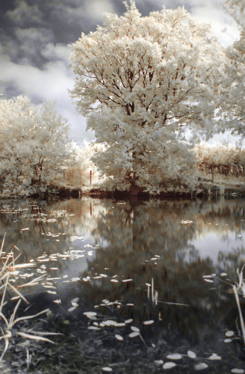 trees, 4K, near, water, growth, beauty in nature, cherry blossom, tranquil scene, leafed, cherry tree, springtime, day, no people, outdoors, body, nature