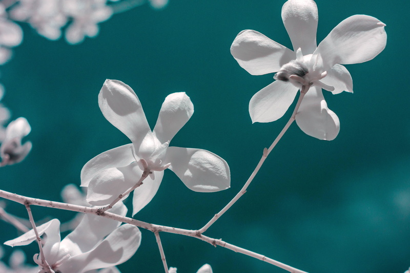 magnolia, beauty in nature, freshness, nature, amaryllidaceae, ir, iris, insect, bee, plant, bird, apidae, geranium, blue, flowering plant, pinwheel toy