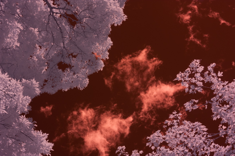 sky, trees, tranquility, infrared, 4K, cherry blossom, outdoors, tree, tranquil scene, warm, night, ir, growth, scenics - nature, winter, cold temperature