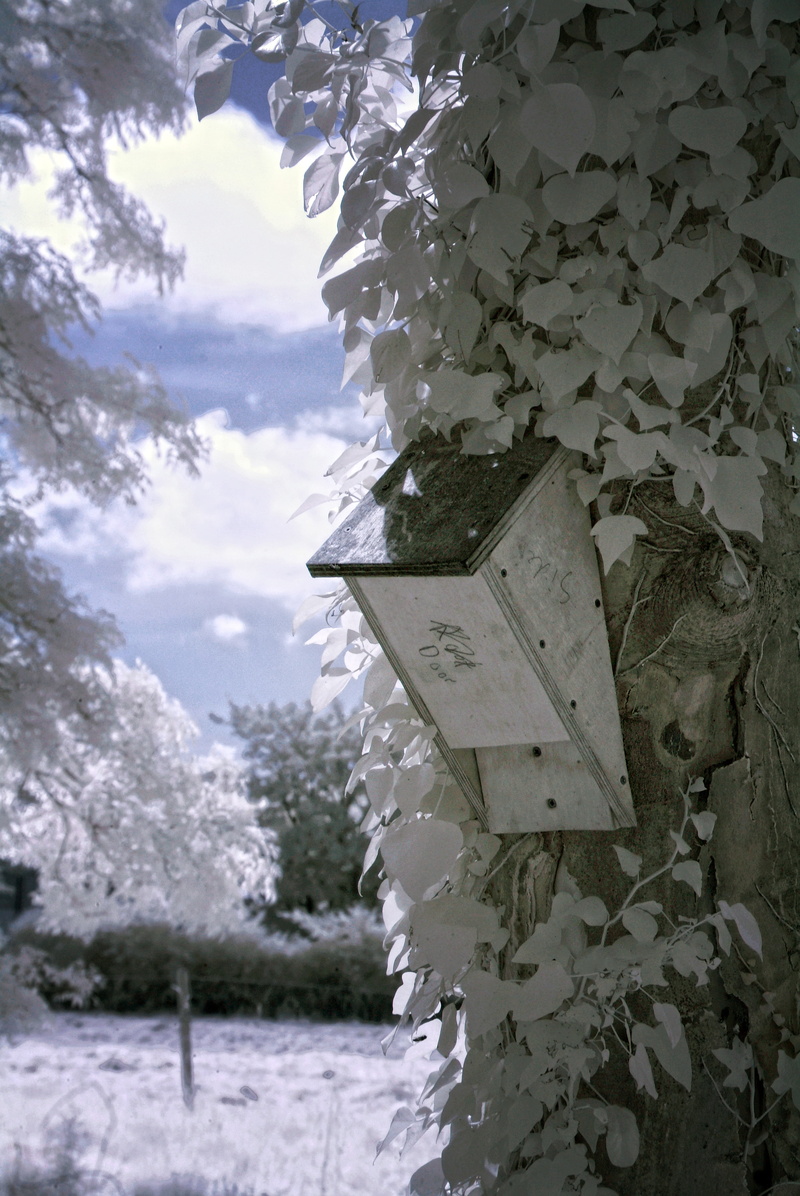 built structure, cold temperature, birdhouse, 4K, beauty in nature, winter, outdoors, bat box, landscape, no people, leaf, outdoor, white, ir, day, plant part