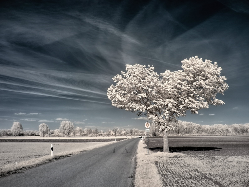 frost, sky, Enzio, IR, infrared, cold - Temperature, 2K, beige, season, winter, landscape, leafing, road, snow, scenics, rural Scene, nature, frozen, tree