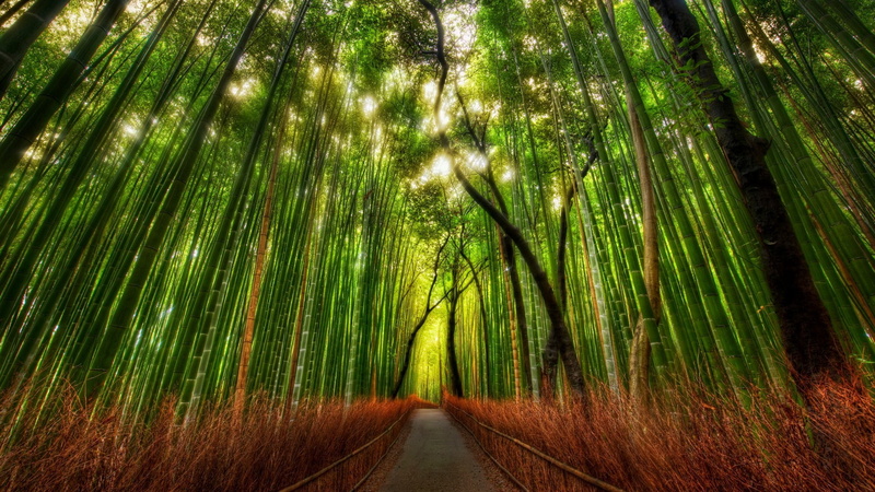 tranquil scene, bamboo, trees, bamboo grove, beauty in nature, treelined, diminishing perspective, outdoors, growth, forest, direction, bamboo - plant