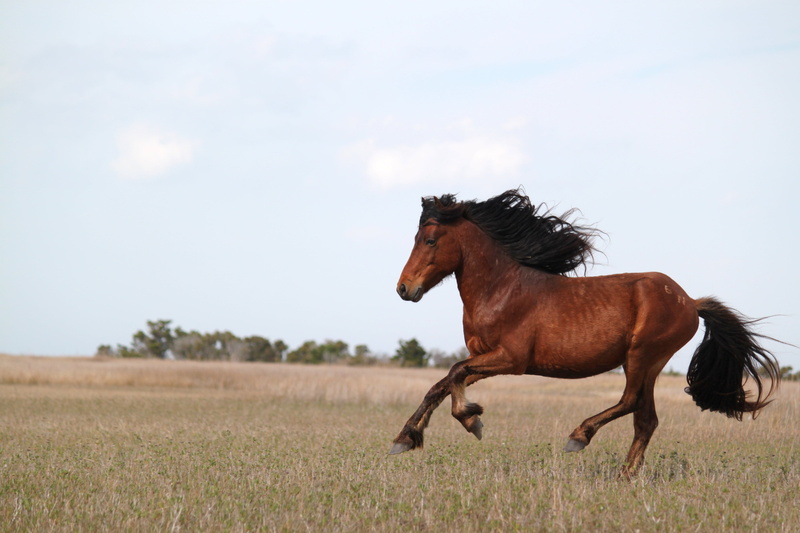 brown, green, green grass, animal, horse, meadow, mammal, rural Scene, grass, stallion, mare, 4K, wild, mane, Wild Horses, nature, outdoors, running, pasture