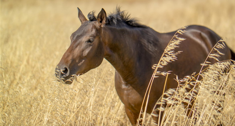 480P, nature, meadow, near, España, Andalucía, Sevilla, mane, animal, mammal, outdoors, horse, grass, brown
