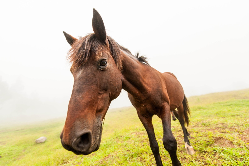 summer, horse, animal, field, mane, photography, nature, rural Scene, pasture, travel, jpg, closeup, bukidnon, farm, brown, thoroughbred Horse, outdoors