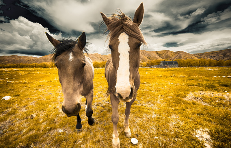 farm, photography, nature, grass, pasture, sky, closeup, meadow, animal, the guys, beauty In Nature, mammal, rural Scene, horses, summer, 2K, two, brown