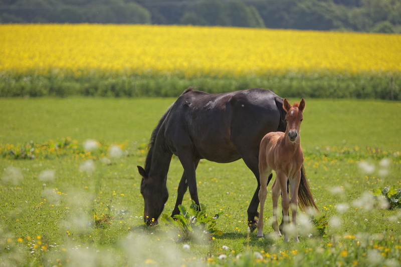 beauty In Nature, grazing, 2K, black, outdoors, Foal, mark, animal wildlife, expensive, pets, plant, no people, livestock, field, Natural, pasture, flowering plant