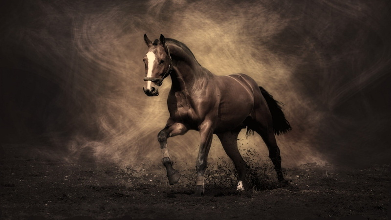 running, herbivorous, one animal, digital, dust, working animal, 1080P, full length, nature, domestic animals, brown, mammal, animal wildlife, animal themes