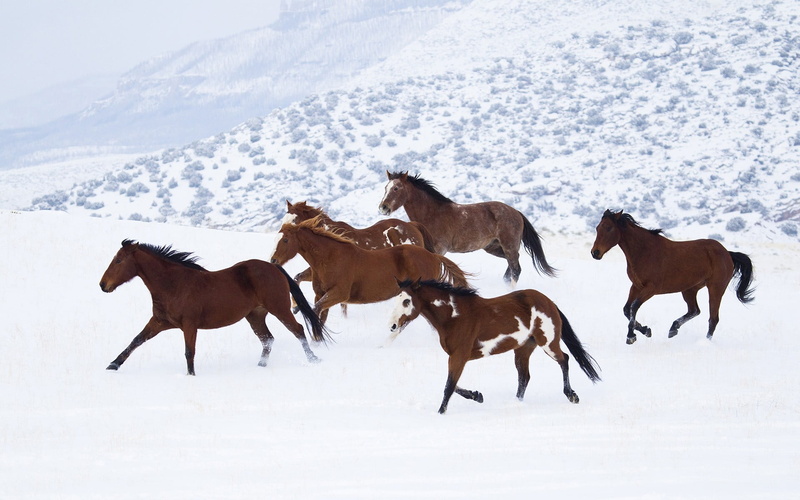 vertebrate, motion, no people, 1080P, animal wildlife, cold temperature, snow, herbivorous, land, group of animals, six, domestic animals, animals, horse