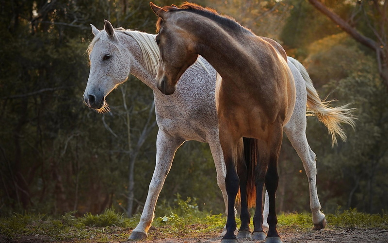 white, nature, animal wildlife, land, pets, outdoors, domestic animals, day, herbivorous, domestic, vertebrate, brown, livestock, focus on foreground, plant