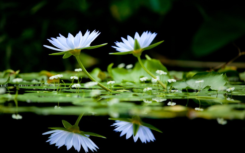 1080P, Lilies, Black, Background, White, Water, Lake