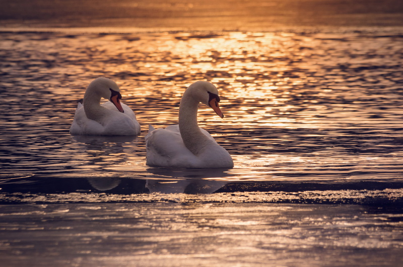 reflection, DSLR, white, water, hungary, nature, golden, photography, colorful, swan, nikon  d5100, pond, outdoor, swim, white swan, calmness, two, sunlight