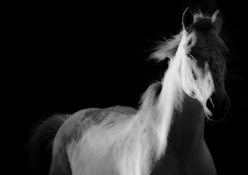 mane, hair, pets, livestock, animal body part, black and white, black Color, animal hair, working animal, animal Head, animal, animal themes, horseback riding