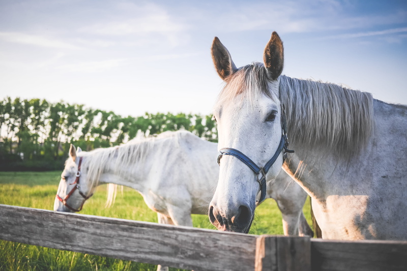 White Horses, livestock, top, domestic, summer, outdoors, working animal, animal, grazing, animal wildlife, barrier, brown, horse, mane, farm, Pasture