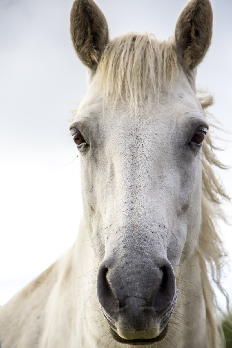 mare, summer, animal body part, domestic, working animal, animal wildlife, close-up, sky, animal Head, farm, tourism, brown, white, harmony, livestock