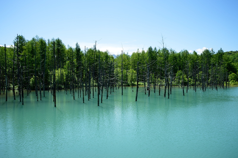 forest, 池, nature, outdoors, bodies of water, Nikon  Df, summer, Kamikawa district  Hokkaido, NIKKOR, trees, water, JP, bodies, 日本, scenics, 4.5G, calm