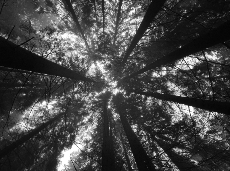 lookingup, plant, outdoors, kuopion, no people, trees, northernsavonia, silhouette, lookup, bamboo - plant, tall - high, woodland, tree, low angle view