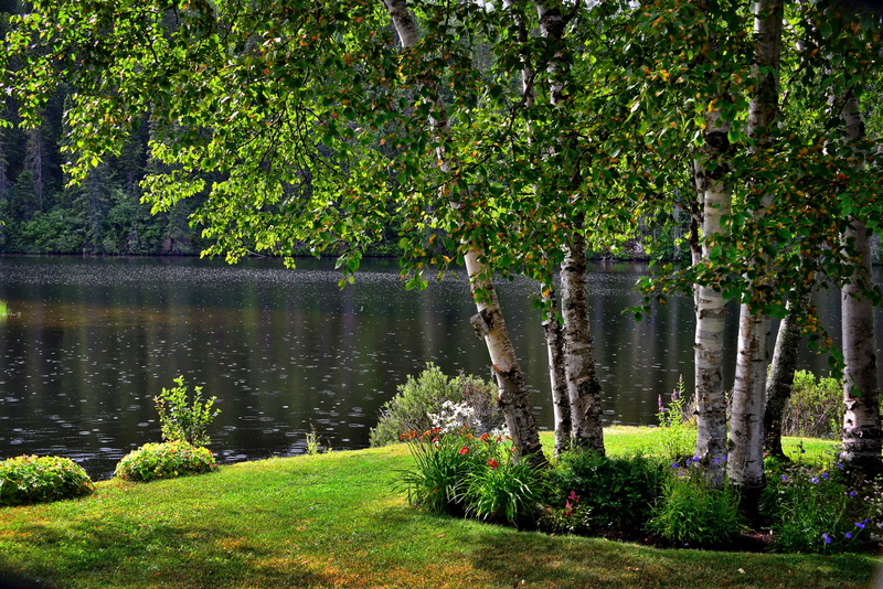 foliage, flowers, grass, landscape, lake, colors, near, trees, canada, québec, land, tranquil scene, growth, 5K, water, plant, lush foliage, rain, beauty in nature
