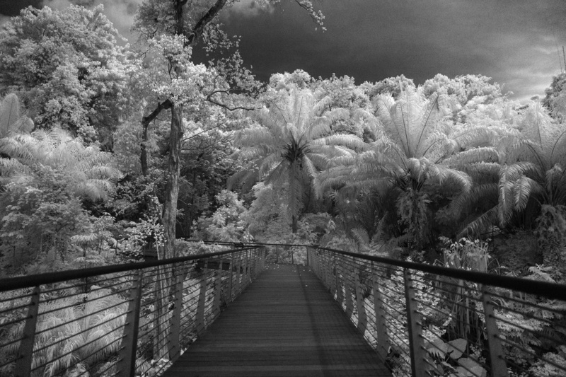 connection, infrared, singapore, day, black and white, direction, nature, footbridge, beauty in nature, bridge - man made structure, keppel discovery wetlands