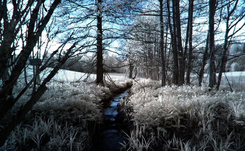 Forest, growth, Fields, 4K, plant, tranquil scene, tranquility, no people, tree trunk, Water, woodland, outdoors, scenics - nature, trunk, cold temperature