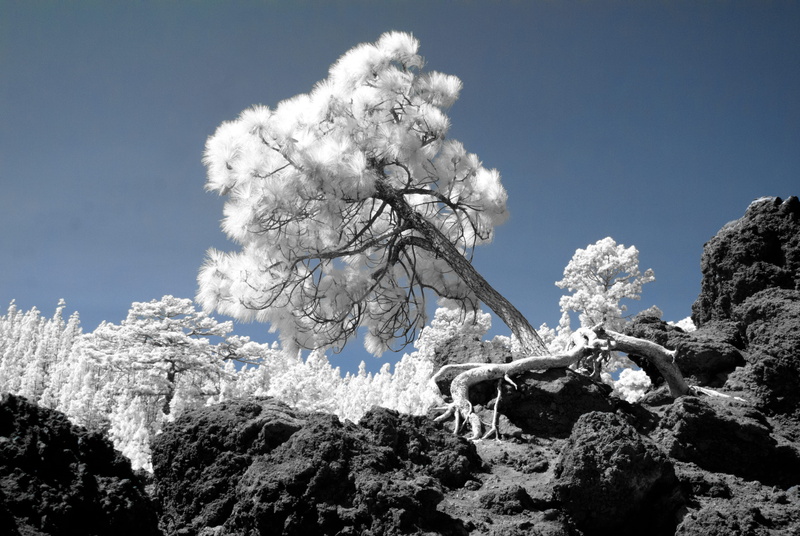 tree, nationalpark, no people, snow, mountain peak, cold temperature, infrarotfotografie, scenics - nature, snowcapped mountain, blue, clear sky, teide national park