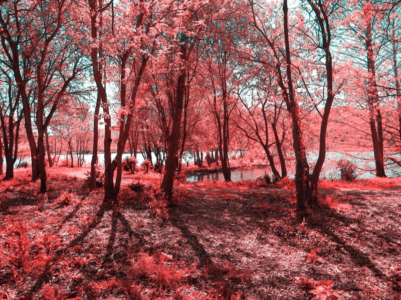 2K, abstract, infrared, x, hd, art, photography, forest, Trees