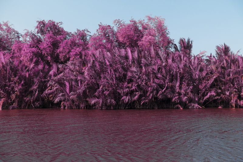 palms, sky, outdoors, park, bush, cherry blossom, trees, springtime, flowering plant, growth, copenhagen, vegetation, 5K, infared, plant, land, clear sky