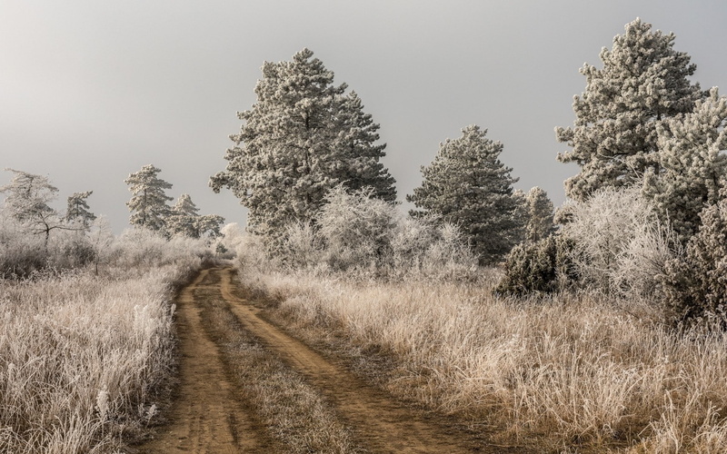 Dirt Road, 1080P, landscape, nature, Infrared, Trees
