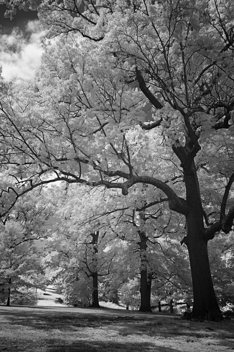 park, hills, grass, trunk, trees, growth, infrared, sky, clouds, outdoors, tree trunk, flower, meadow, summer, tree, no people, cherry tree, leaves, cherry blossom