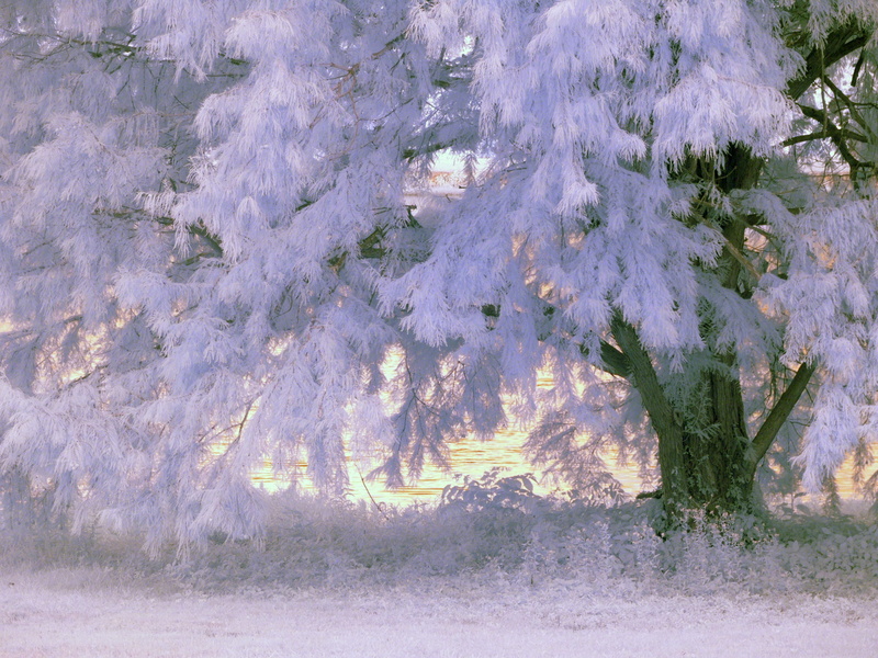 covered, foliage, photo, field, nature, snow, tranquil scene, tranquility, covering, land, day, forest, tree, non-urban scene, cold temperature, no people