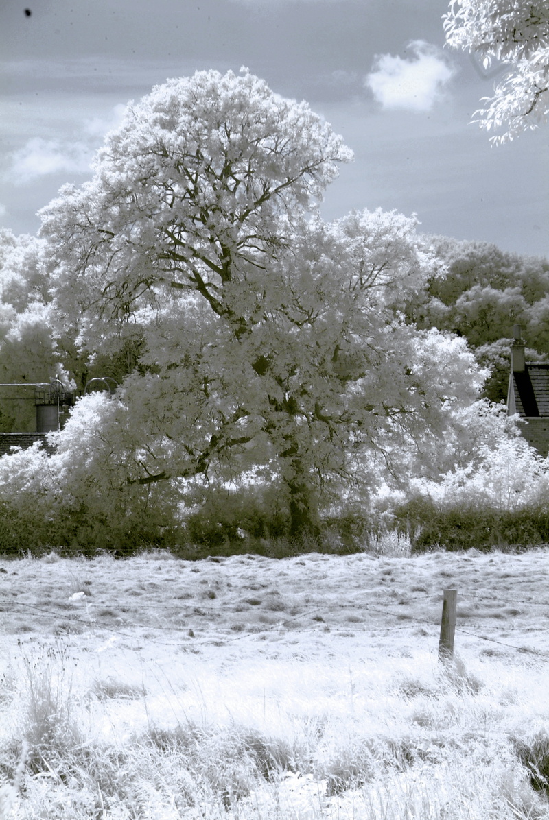 beautiful, outdoors, beauty in nature, winter, snow, nature, cold temperature, growth, day, tranquility, Surreal, Infrared, land, filtered, blue, Tree