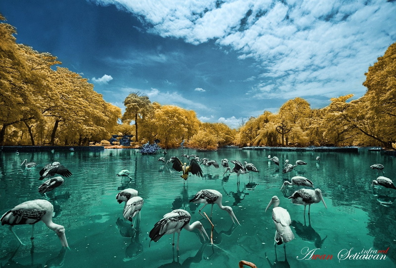 1080P, Infrared, Photography
