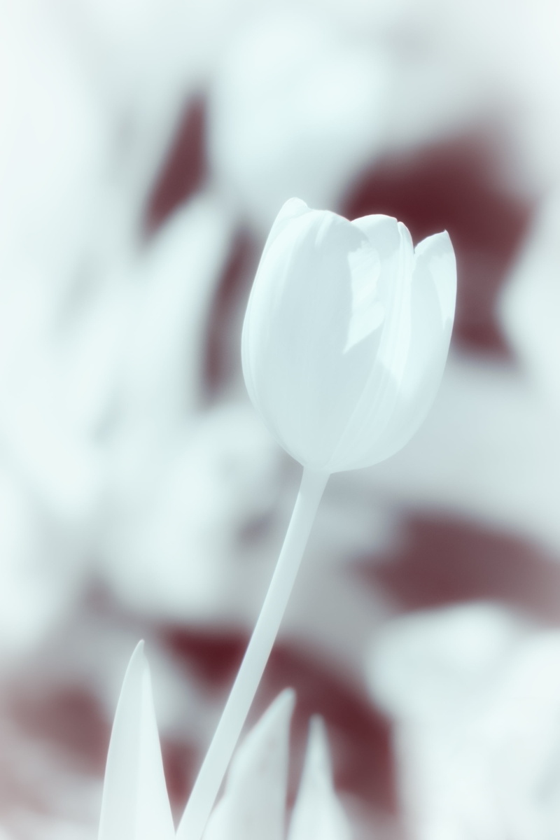 close-up, tulip, white, photography, selective focus, petal, flower Head, Tulips, focus, 2K, selective, Flower, plant, white tulip, nature, Infrared