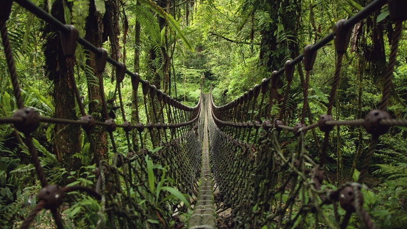bridge, green forest, suspension bridge, 1080P, rainforest, jungle, green nature, footbridge