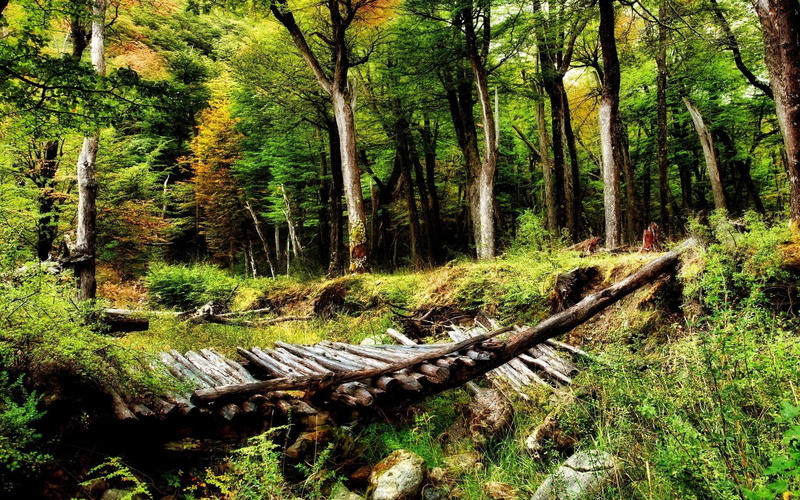 broken, forest, footbridge, stones, 1080P, nature and landscapes, stream, bridge, logs, log