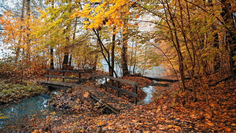 forest, nature and landscapes, footbridge, bridhe, autumn, creek, 1080P