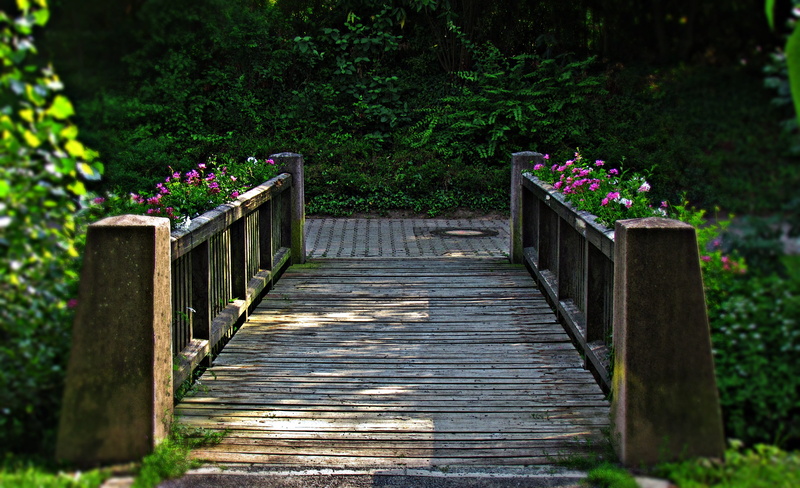 tranquility, river, wood - material, bush, tree, flowering plant, garden, 4K, footpath, day, flower, building, railing, outdoors, footbridge, wooden, nature