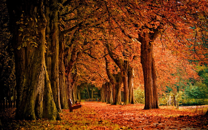 park, path, alberta, autumn, canada, fall, leaves, national, trees, 2K, jasper, colors