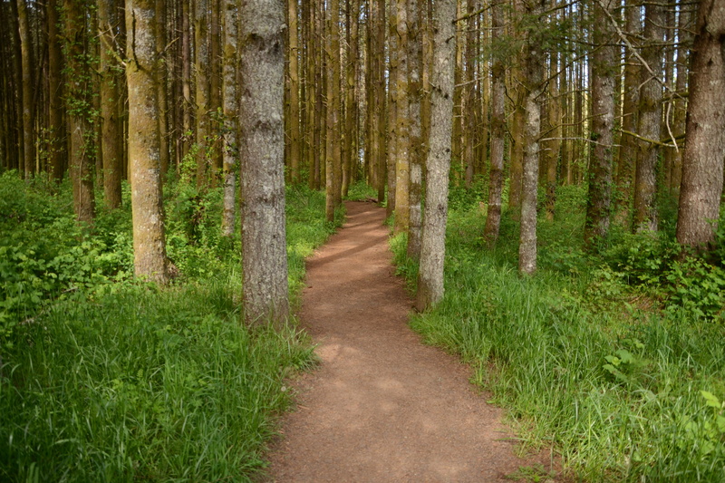 tranquil scene, grass, tree trunk, shrubs, green color, nature, bamboo - plant, direction, Oregon, tranquility, footpath, the way forward, woodland, 4K
